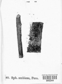 Cytospora populina image
